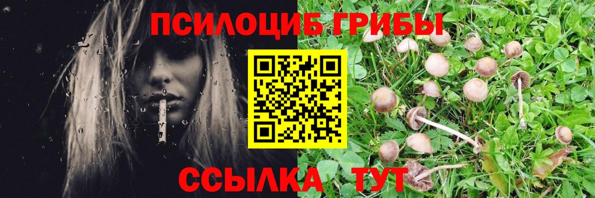 Сокол  Псилоцибиновые грибы мицелий  Вход с VPN 